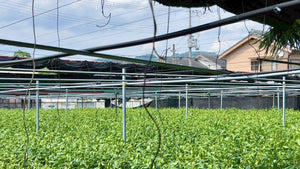 Mi az árnyékolás a japán teában? | Matcha, gyokuro, kabusecha