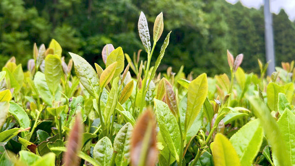 Zöld tea