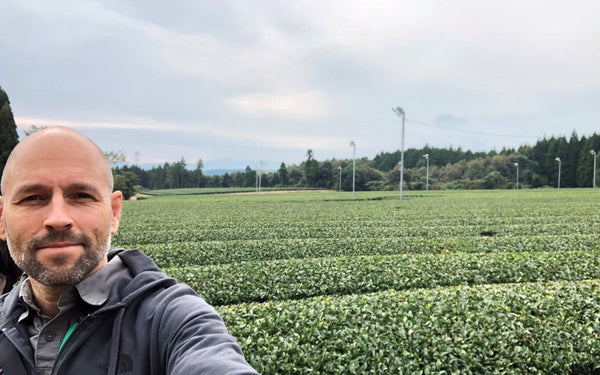 Sencha tea