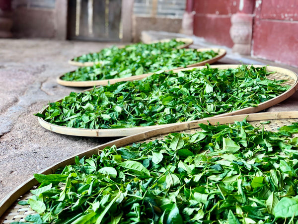 Oolong tea (Wulong tea)