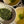 Gyokuro Karigane Kamome 'S'