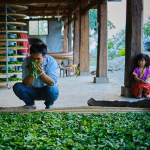 Jingmai Nanzuo Shai Hong – Napérlelt Yunnani Vörös Tea