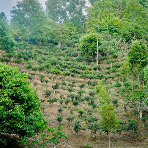 Jingmai Nanzuo Shai Hong – Napérlelt Yunnani Vörös Tea