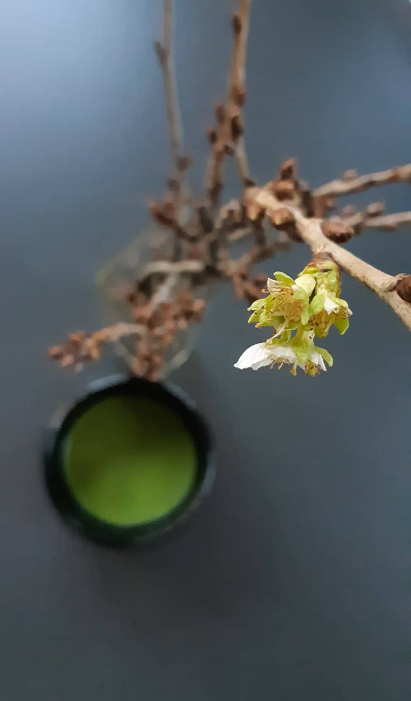 Matcha Shoujyu
