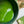 Matcha Togawa no mukashi