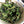 Bai Mu Dan 2022 white tea