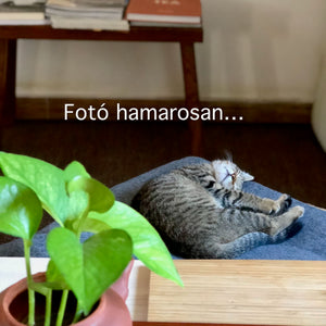 Nanzuo Shengtai sheng 2012