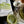 Kumaen Fukamushi Sencha