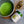 Matcha Matsu no sono