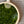 Okuyutaka sencha