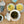 Qing Xin 10% Oolong