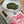 Shiraore - sencha kukicha
