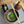 Matcha Shoujyu