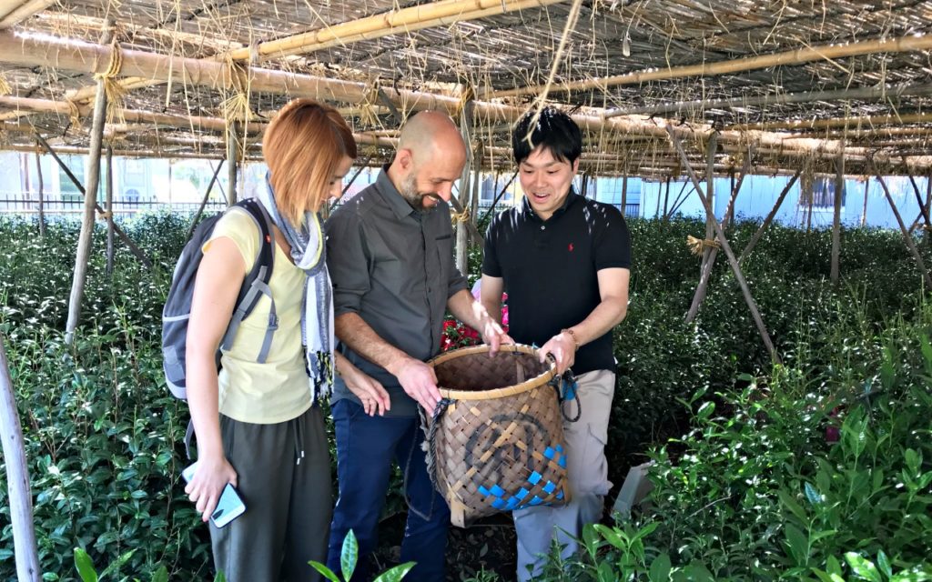 Tea harvest in Uji, the birthplace of Matcha tea