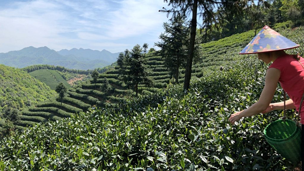 Long Jing faluhoz közel szedjük a friss zöld tea hajtásokat